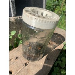 Piège à Frelons Asiatique